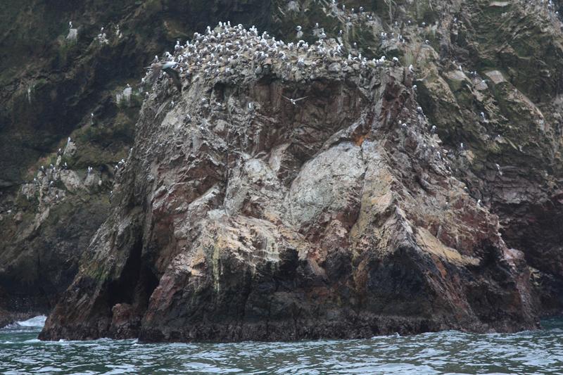 1229-Isole Ballestas,19 luglio 2013.JPG